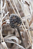 Gefrorener Samenstand von Echinacea (Sonnenhut)