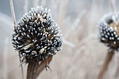 Gefrorener Samenstand von Echinacea (Sonnenhut)