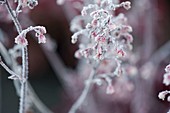 Gefrorene Blüten von Heuchera (Purpurglöckchen)