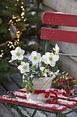 Helleborus niger in pot with felt cover on red chair