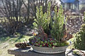 Miniature forest garden in shallow bowl