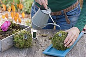 Moss balls as table decoration