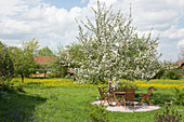 Blühender Apfelbaum (Malus) an kleiner Kiesterrasse in Wiese, Sitzgruppe unterm Baum
