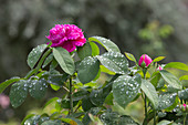 Rosa damascena 'Rose de Resht' (Historische Rose), öfterblühend, duftend,