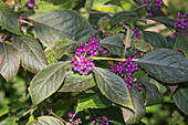 Violet berries of Callicarpa (love pearl bush)