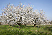 Blühende Prunus avium (Suesskirschen) auf der Wiese