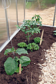 Kleines Gewächshaus bepflanzt mit Aubergine (Solanum melongena), Tomate (Lycopersicon), Basilikum (Ocimum basilicum)