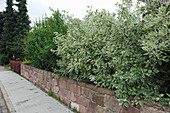 Cornus alba 'Elegantissima' (Weiß-bunter Hartriegel) auf Mauer im Vorgarten
