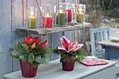 Rote Glas-Vasen mit Hippeastrum (Amaryllis) und Zweigen von Abies