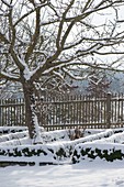 Verschneiter Bauerngarten mit Apfelbaum (Malus) und Zaun