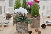 Winter table decoration with Cyclamen and Chamaecyparis