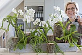 Büro-Bepflanzung mit Phalaenopsis (Schmetterlingsorchidee, Malayenblumen