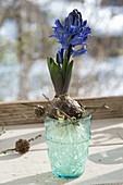 Hyacinthus (Hyazinthe) auf tuerkisem Glas mit Wasser ziehen
