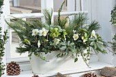 White tin box with Helleborus niger (Christmas rose)