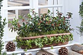 Terracotta-Kasten winterlich bepflanzt mit Ilex (Stechpalmen