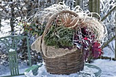 Winterlich bepflanzter Korb mit Ilex (Stechpalme), Heuchera
