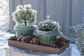 Winter hardy wrapped pots with Pinus mugo 'Pug' and Picea