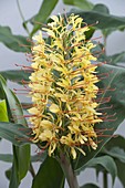 Hedychium gardnerianum (Flowering ornamental ginger)