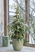 Hardenbergia Violacea 'Alba' (white coral pea) at the window