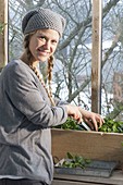 Frau erntet Spinat 'Matador' (Spinacia oleracea) im kalten Wintergarten