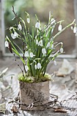 Galanthus nivalis in bark pot with moss and twigs