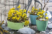 Eranthis hyemalis in baking form and pots on table