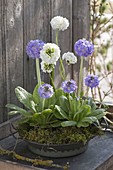 Flache Metallschale mit Primula denticulata (Kugelprimeln) in Moos gebettet