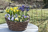 Blau-gelber Frühlings-Korb : Viola cornuta (Hornveilchen), Iris reticulata