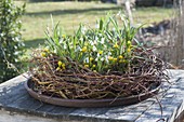 Kranz aus Salix tortuosa (Korkenzieherweide) mit Galanthus nivalis