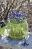 Iris reticulata in bowl with moss placed in green basket