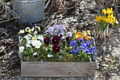 Holz-Kiste bunt bepflanzt mit Viola cornuta (Hornveilchen)
