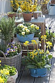 Spring terrace with Primula veris, Viola cornuta