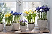 Frühling auf der Fensterbank in blau und gelb : Iris reticulata 'Harmony'