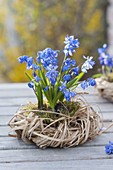 Scilla siberica 'Spring Beauty' (Blausternchen) mit Moos in Gras-Kranz