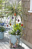 Cytisus as an Easter tree decorated with colorful Easter eggs