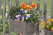 Wooden box with spring planting at the garden fence