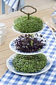 Ceramic etagere with cress and sprouts as edible table decoration