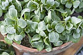 Corn salad frozen in clay pot with hoarfrost