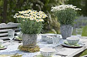 Argyranthemum frutescens (Margeriten) in grauen Toepfen als Tischdeko