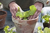 Salat - Jungpflanze (Lactuca) in Tontopf pflanzen