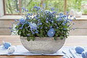 Myosotis (forget-me-not) in bowl, Easter decorated