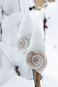 Snow covered snail shells on sticks as decoration plugs in the garden