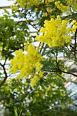 Acacia dealbata (Silber-Akazie) blüht im Vorfrühling im Wintergarten