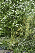 Prunus padus (Traubenkirsche), Ribes aureum (Goldjohannisbeere)