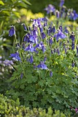 Aquilegia flabellata var. pumila 'Ministar' - blaue Zwerg-Akelei