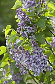 Syringa vulgaris 'Katharine Havemeyer' (lilac)