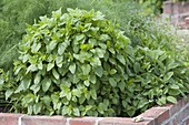 Lemon balm with sage and fennel