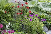 Buntes Fruehsommerbeet : Geranium psilostemon