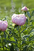 Paeonia lactiflora (peony)