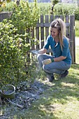 Woman sprinkles lime on berry bushes